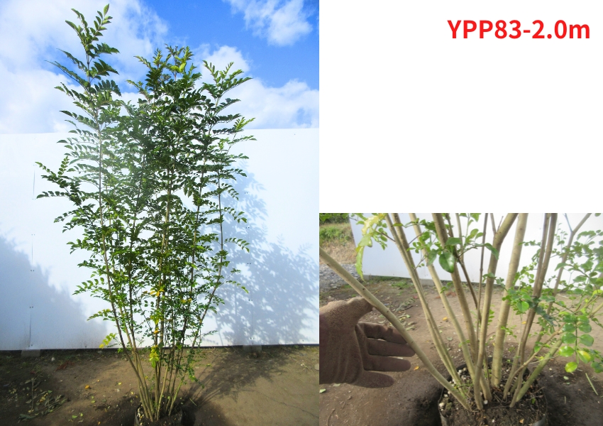 現品発送 シマトネリコ 株立ち 樹高1.9-2.1m(根鉢含まず) 苗木 苗