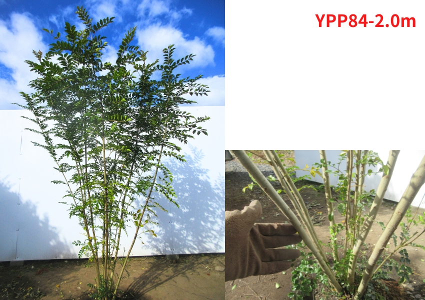 現品発送 シマトネリコ 株立ち 樹高1.9-2.1m(根鉢含まず) 苗木 苗