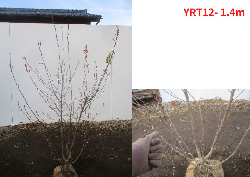 現品発送 利休梅（リキュウバイ） 樹高1.2-1.4m(根鉢含まず) シンボル