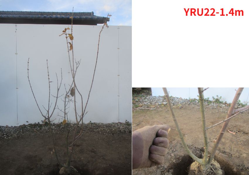現品発送 満月蝋梅(マンゲツロウバイ) 樹高1.4-1.5m(根鉢含まず