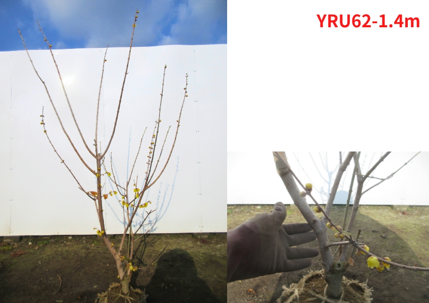 現品発送 満月蝋梅(マンゲツロウバイ) 樹高1.3-1.4m(根鉢含まず