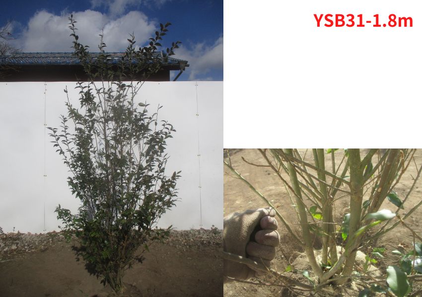 現品発送 シロバイ 株立ち 樹高1.8-1.9m(根鉢含まず)ハイノキ属