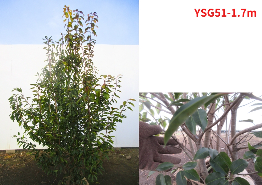 現品発送 ソヨゴ メス 株立ち 樹高1.7-1.8m(根鉢含まず） 苗木 苗