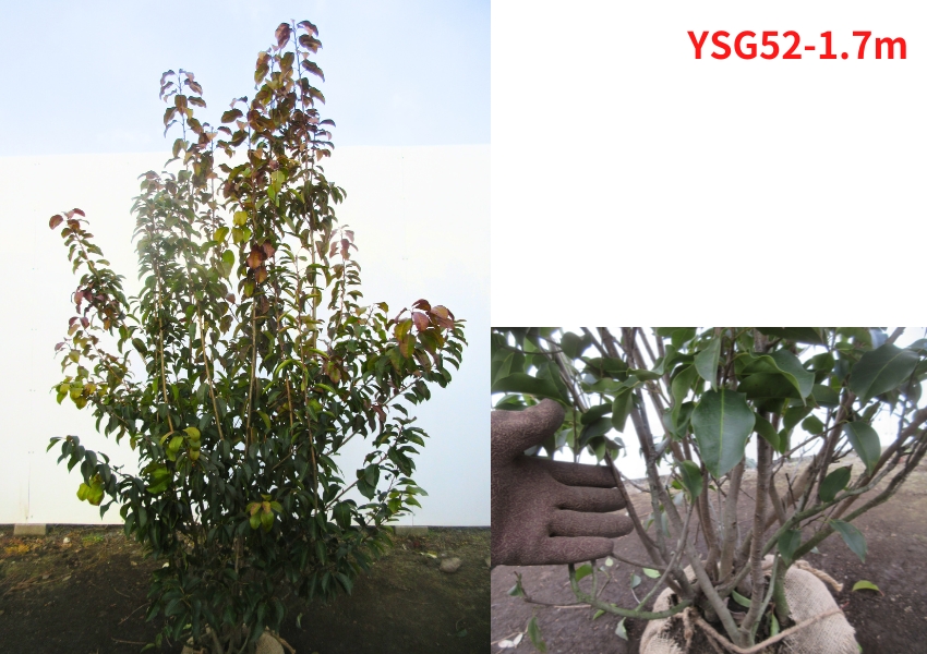 現品発送 ソヨゴ メス 株立ち 樹高1.7-1.8m(根鉢含まず） 苗木 苗