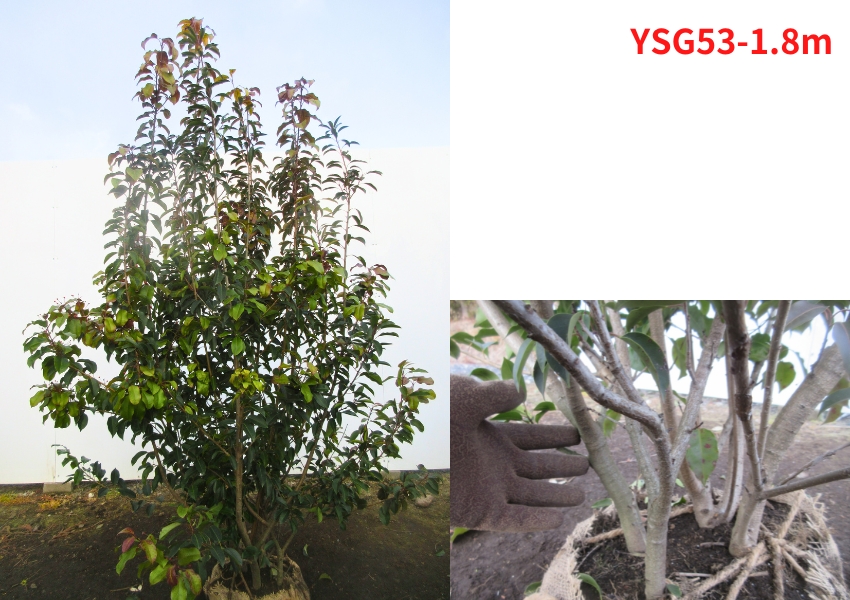 現品発送 ソヨゴ メス 株立ち 樹高1.7-1.8m(根鉢含まず） 苗木 苗