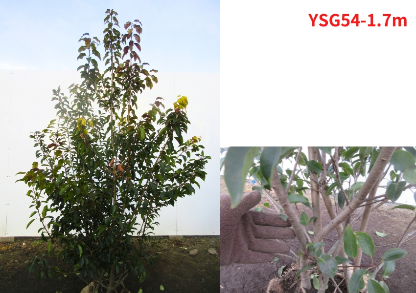 現品発送 ソヨゴ メス 株立ち 樹高1.7-1.8m(根鉢含まず） 苗木 苗