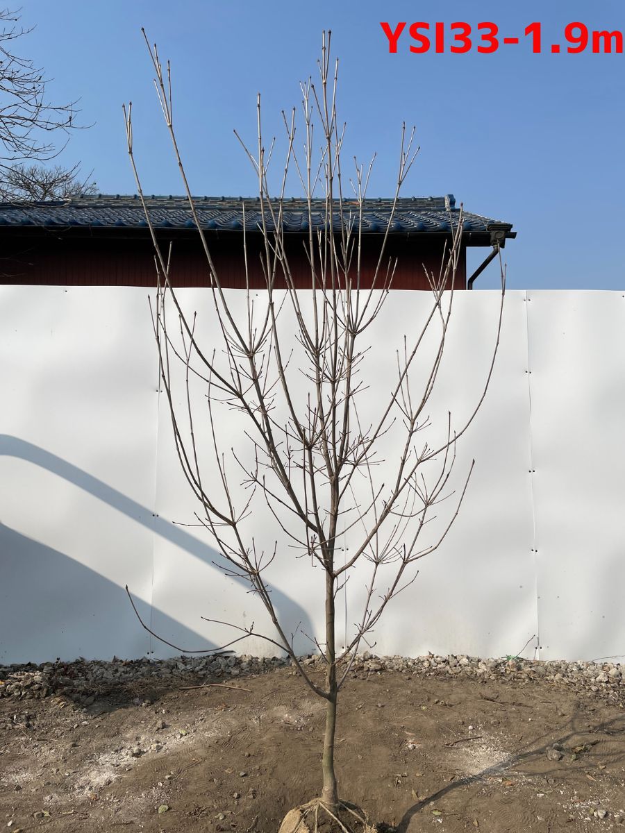 紅花ヤマボウシ (サトミ) 樹高1.9-2.2m 山法師 シンボルツリー 落葉