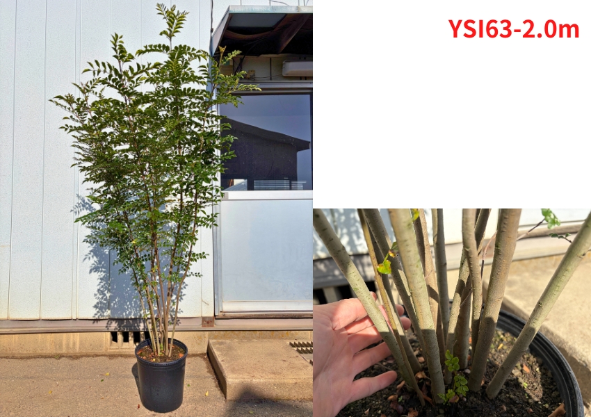 【CENRIV】シマトネリコ、メディカル 高さ110㎝前後　植栽セット シマトネリコ」の人気商品一覧 | 安い商品を通販サイトから探す - 価格.com