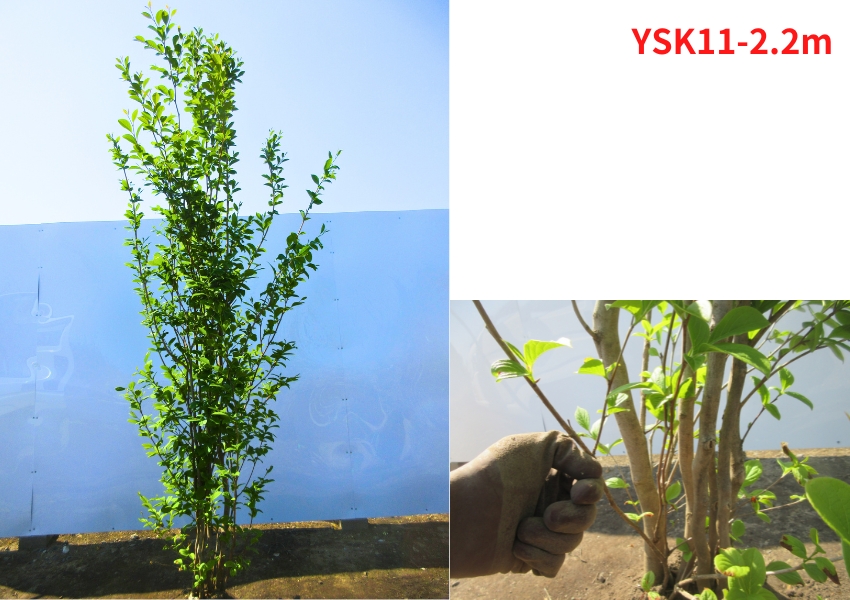 シャラノキ/株立ち/良形株【現品発送】管理70905 シャラノキ/株立ち/良形株【現品発送】管理70905 楽天市場】【現品発送