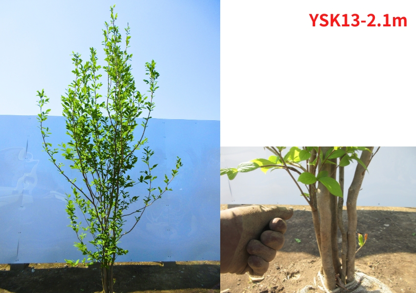 現品発送 シャラノキ 夏椿 ナツツバキ 株立ち！樹高2.0m-2.2m(根鉢含ま