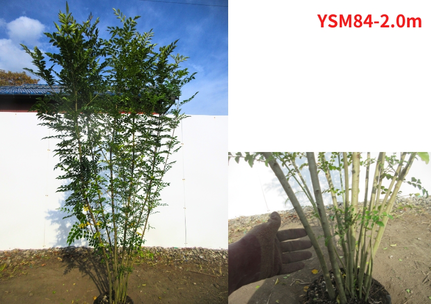 現品発送 シマトネリコ 株立ち 樹高1.9-2.2m(根鉢含まず) 苗木 苗