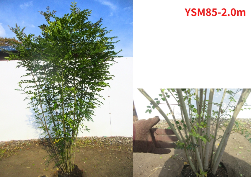 現品発送 シマトネリコ 株立ち 樹高1.9-2.2m(根鉢含まず) 苗木 苗