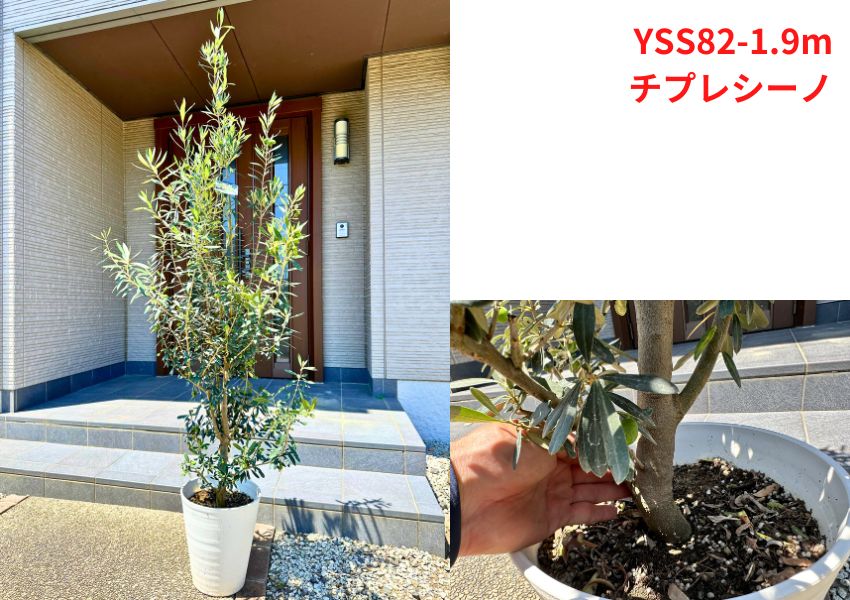 シンボルツリー 鉢植えの商品一覧 通販 - Yahoo!ショッピング