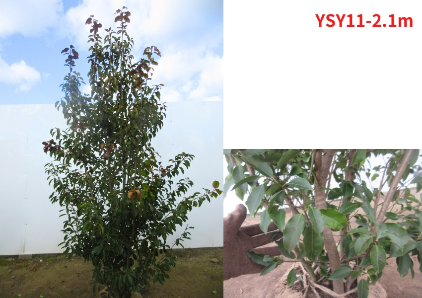 現品発送 ソヨゴ（メス株) 株立ち 樹高2.2-2.3m(根鉢含まず） シンボル