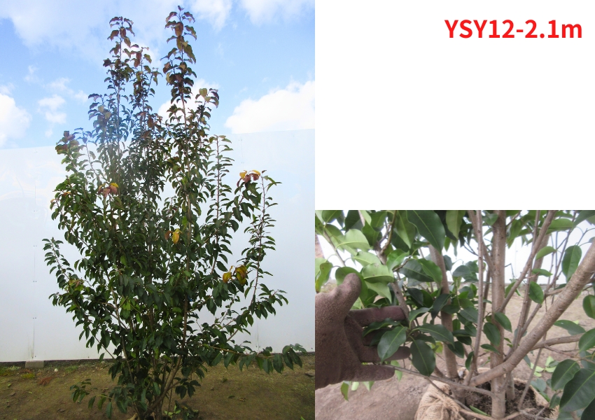 現品発送 ソヨゴ（メス株) 株立ち 樹高2.2-2.3m(根鉢含まず） シンボル