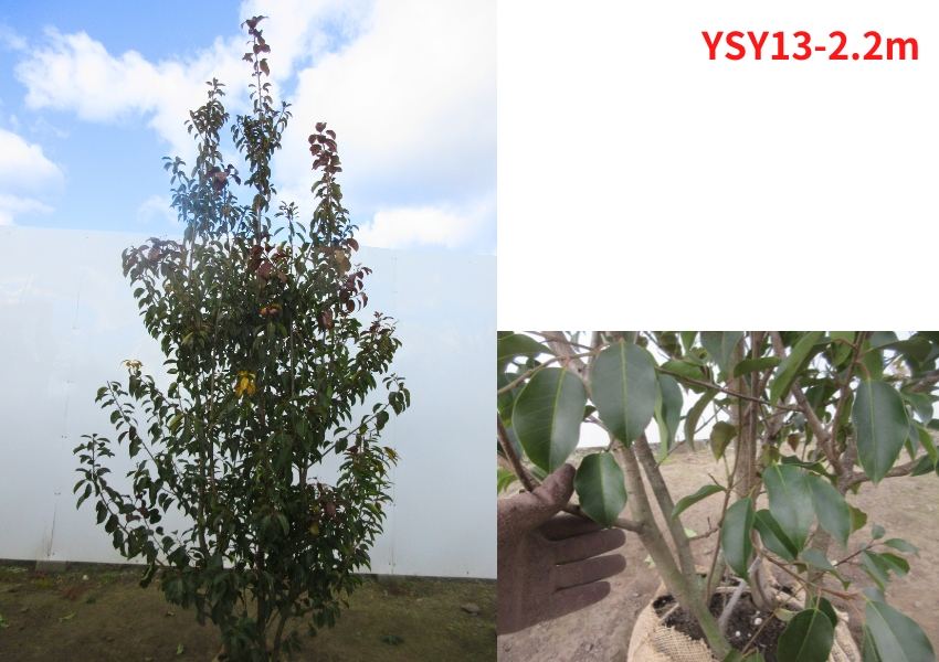 現品発送 ソヨゴ（メス株) 株立ち 樹高2.2-2.3m(根鉢含まず） シンボル