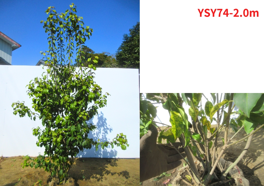 ソヨゴ2.2m-2.5m ソヨゴの木 株立ち 約2.2m 超特大株 植木苗木大苗 赤い実が成る木 規格