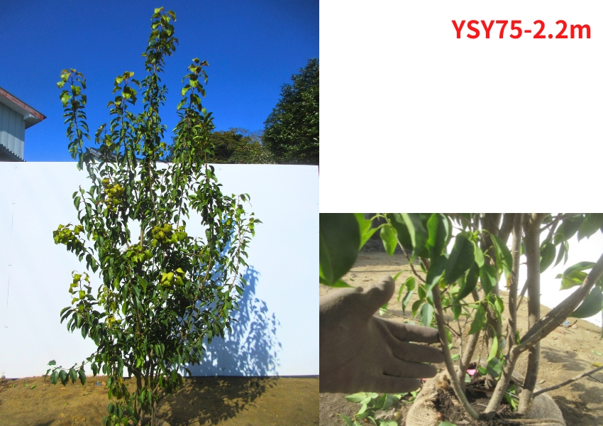 ソヨゴ2.2m-2.5m ソヨゴの木 株立ち 約2.2m 超特大株 植木苗木大苗 赤い実が成る木 規格