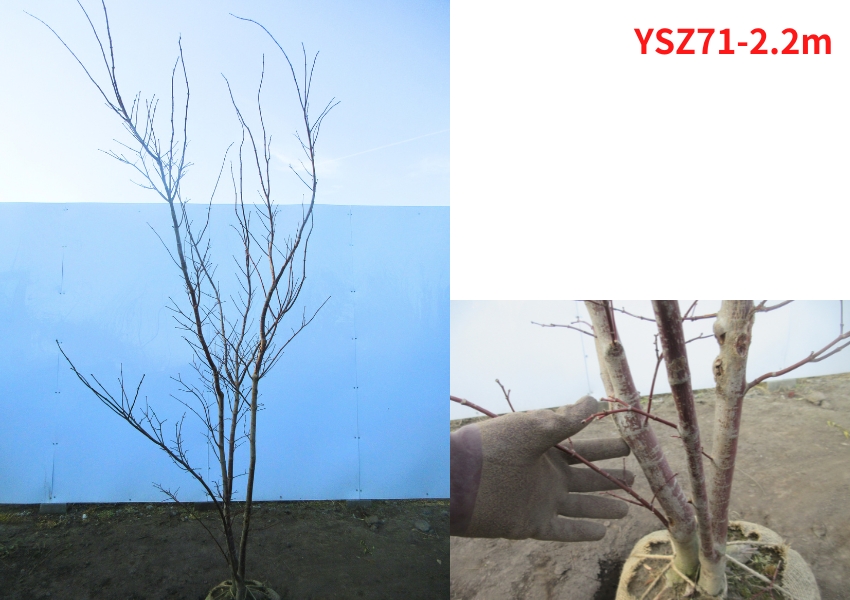 現品発送 ノムラモミジ (野村紅葉) 株立ち 樹高2.1-2.2m(根鉢含まず