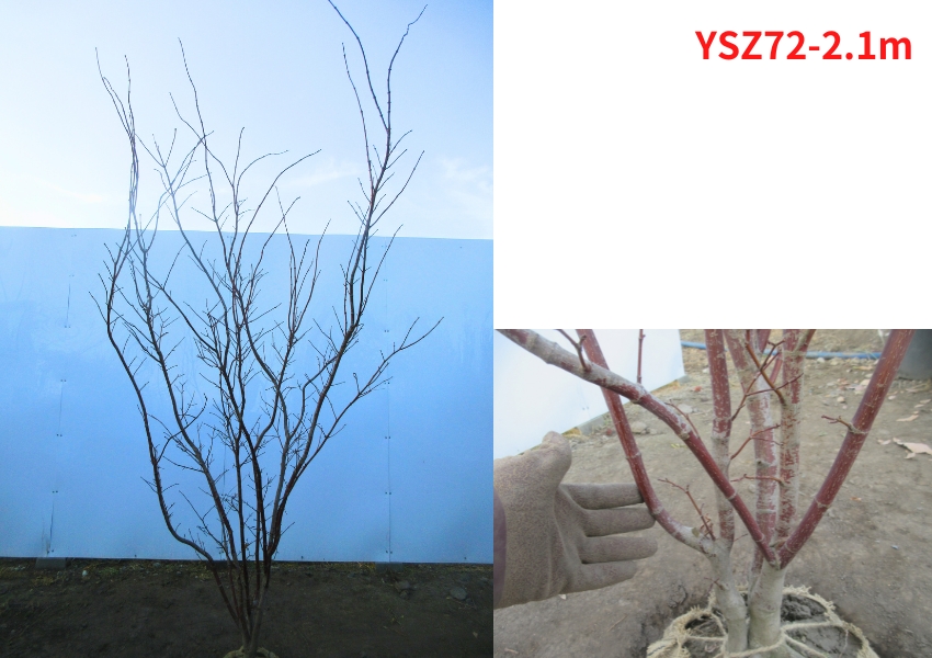 現品発送 ノムラモミジ (野村紅葉) 株立ち 樹高2.1-2.2m(根鉢含まず