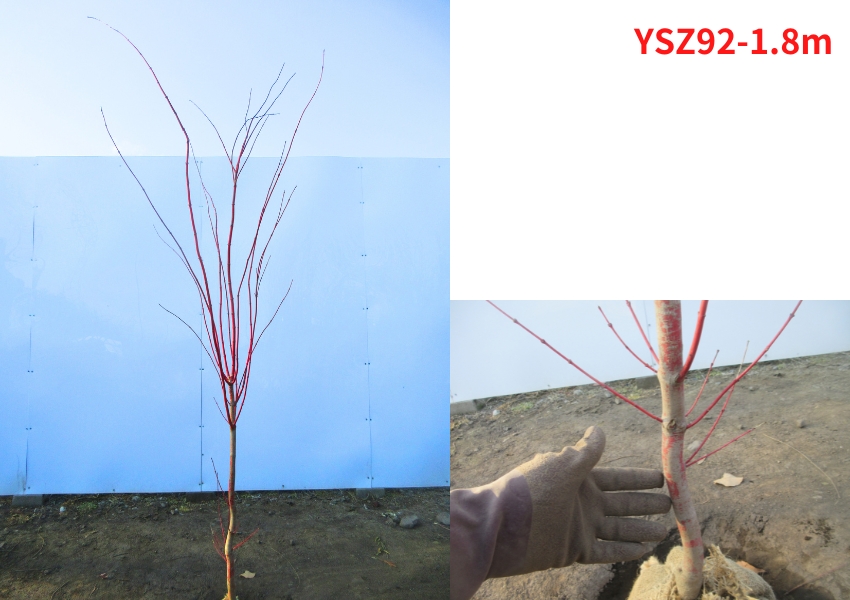現品発送 モミジ サンゴカクモミジ(珊瑚閣紅葉) 樹高1.7-1.8m(根鉢含ま