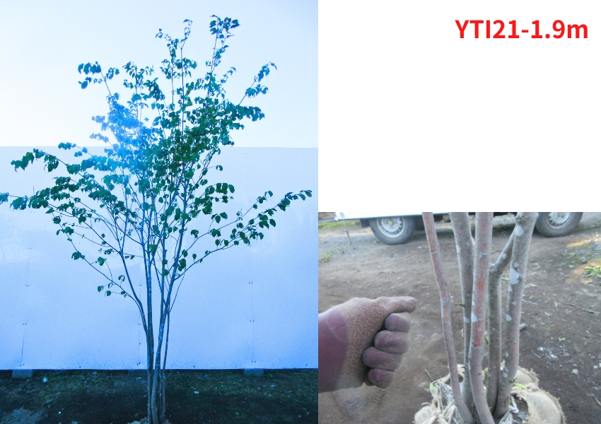 現品発送 ツリバナ 株立ち 樹高1.8-2.3m(根鉢含まず）シンボルツリー