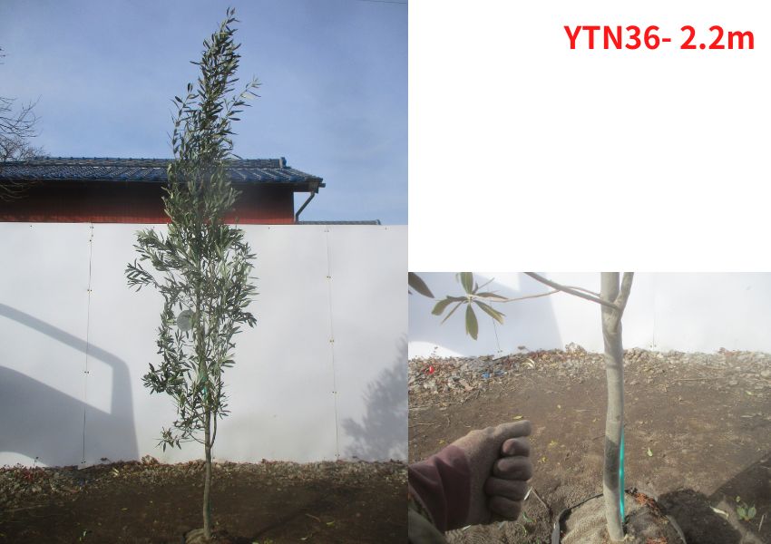 現品発送 オリーブの木 チプレシーノ 樹高2.0-2.2m(根鉢含まず