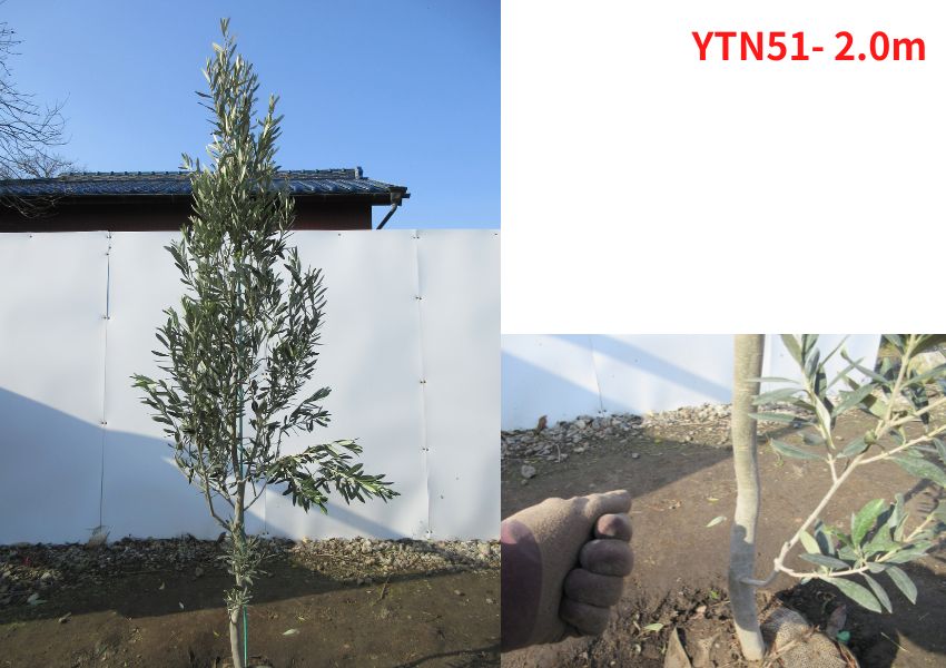 現品発送 オリーブの木 チプレシーノ 樹高2.0-2.2m(根鉢含まず 