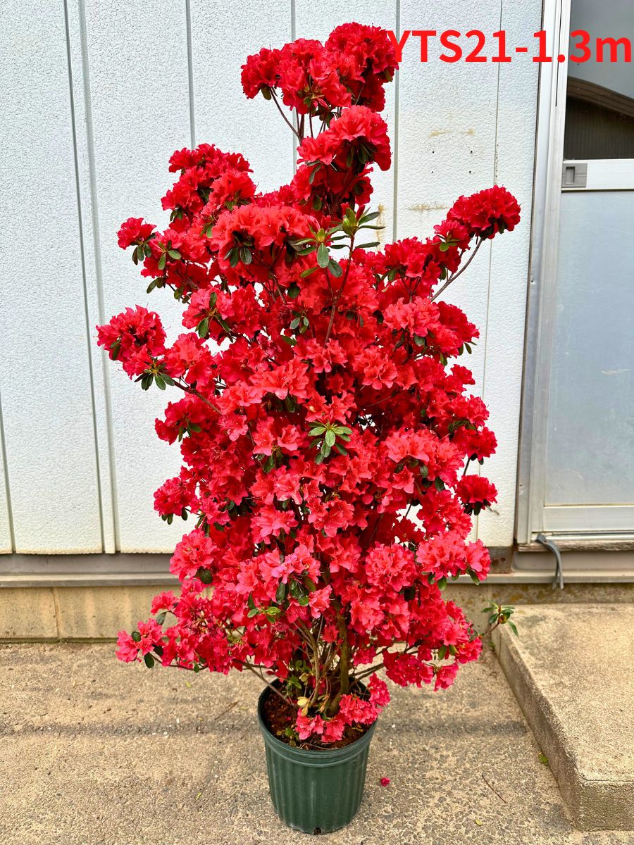 現品発送 久留米ツツジ(クルメツツジ) 筑紫紅(チクシベニ) 7号 樹高1.2