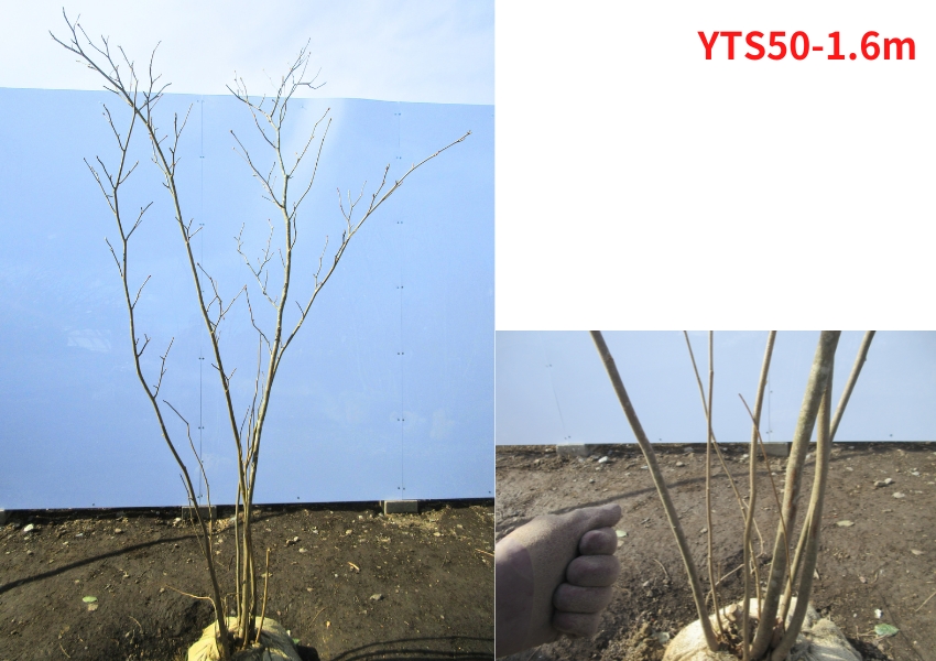 現品発送 土佐ミズキ トサミズキ 樹高1.3-1.6m(根鉢含まず) 土佐水木