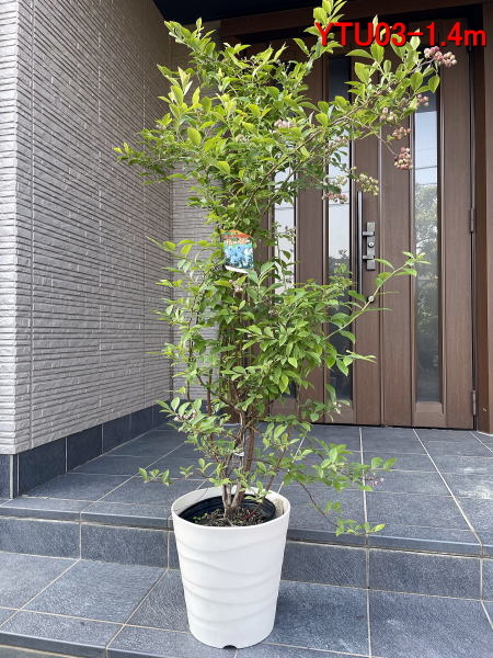 ⑦ ビロウ ヤシ 8号 3株植え 特大苗木最高等級極上品‼️ - メルカリ
