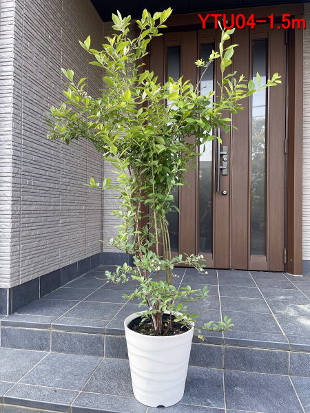 現品発送 特大ブルーベリー ティフブルー 8号 鉢カバー 樹高1.4-1.5m