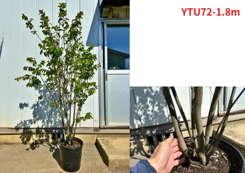 現品発送 ツリバナ 樹高1.8-2.0m(根底から）10号ポット 吊り花 雑木 苗