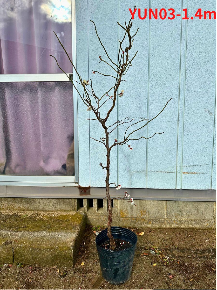 現品発送 雲竜梅 ウンリュウバイ8号 樹高1.3m-1.5m(鉢底から