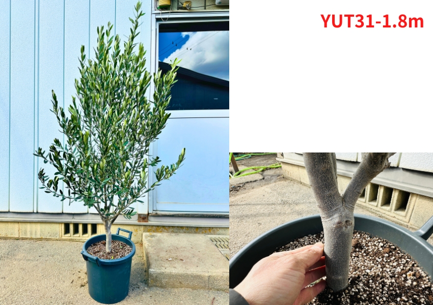 現品発送 オリーブの木 12号 チプレシーノ 樹高1.8-1.9m(鉢底から)  シプレシーノ 苗木 シンボルツリー庭木 植木 常緑樹 常緑高木 送料無料 爆買 |  | 01