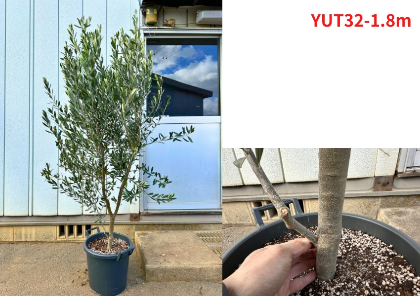 現品発送 オリーブの木 12号 チプレシーノ 樹高1.8-1.9m(鉢底から)  シプレシーノ 苗木 シンボルツリー庭木 植木 常緑樹 常緑高木 送料無料 爆買 |  | 02