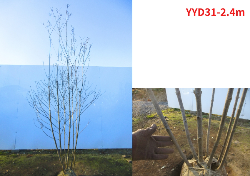 現品発送 ヤマボウシ 株立ち 樹高2.4-2.5m(根鉢含まず) 白花 苗木 苗 シンボルツリー 落葉高木 落葉樹 雑木 庭木 花木 爆買の画像