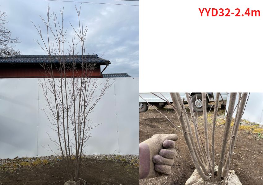 現品発送 ヤマボウシ 株立 樹高2.3-2.5m(根鉢含まず) シンボルツリー 