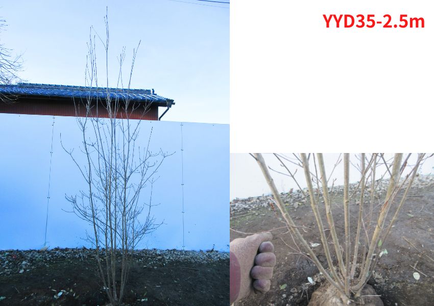 現品発送 ヤマボウシ 株立 樹高2.3-2.5m(根鉢含まず) シンボルツリー 