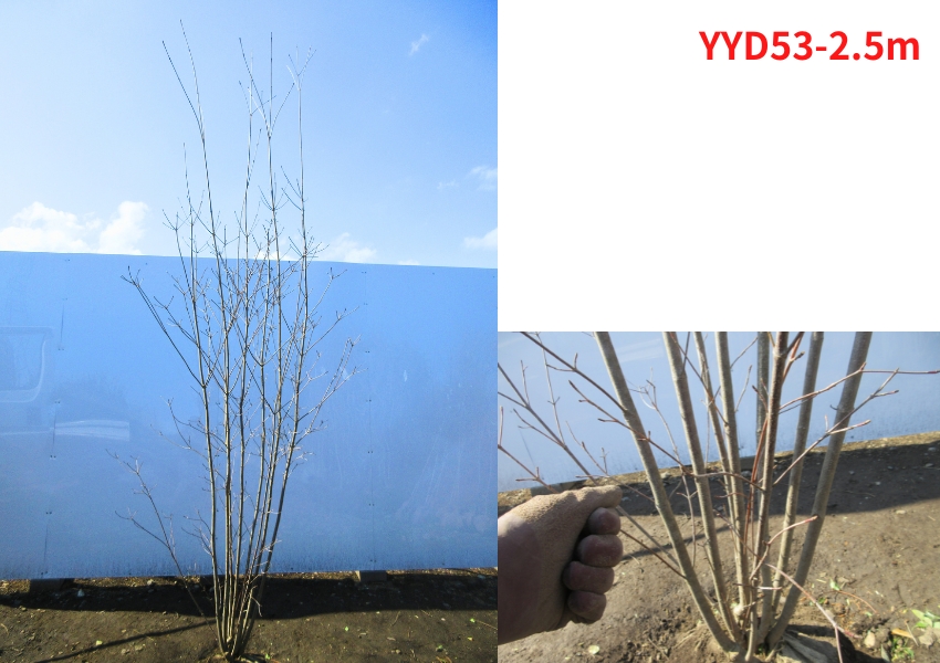 現品発送 ヤマボウシ 株立ち 樹高2.5-2.6m(根鉢含まず) 白花 シンボル