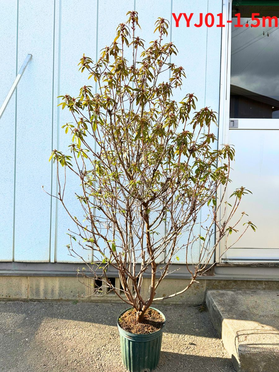 現品発送】ヨシノツツジ 樹高1.3-1.5m(鉢底から）吉野躑躅 吉野ツツジ