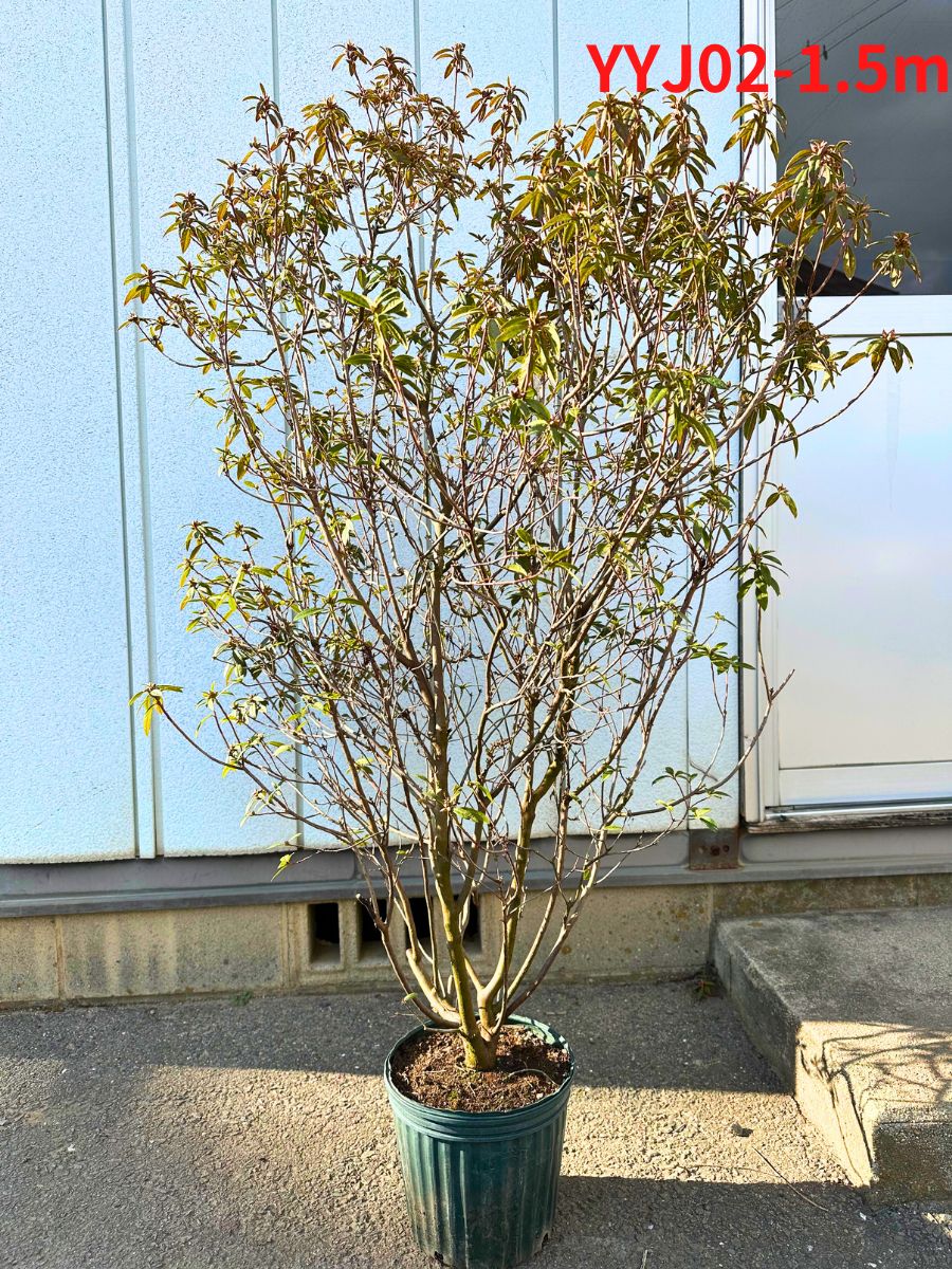 現品発送】ヨシノツツジ 樹高1.3-1.5m(鉢底から）吉野躑躅 吉野ツツジ