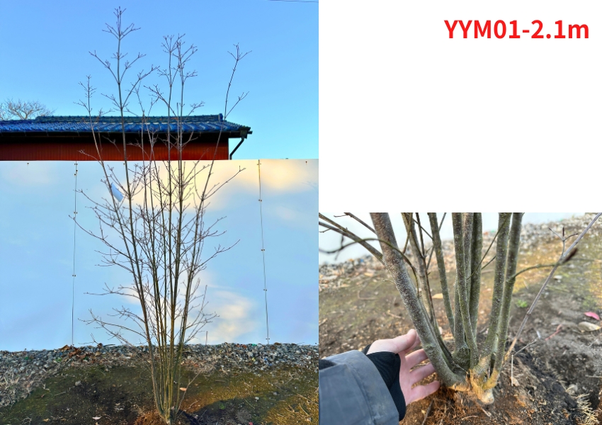 現品発送 ヤマボウシ 株立ち 樹高1.9-2.1m(根鉢含まず） 苗木 苗