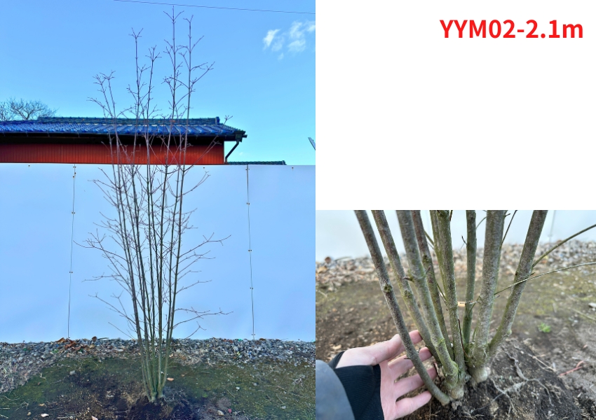 現品発送 ヤマボウシ 株立ち 樹高1.9-2.1m(根鉢含まず） 苗木 苗
