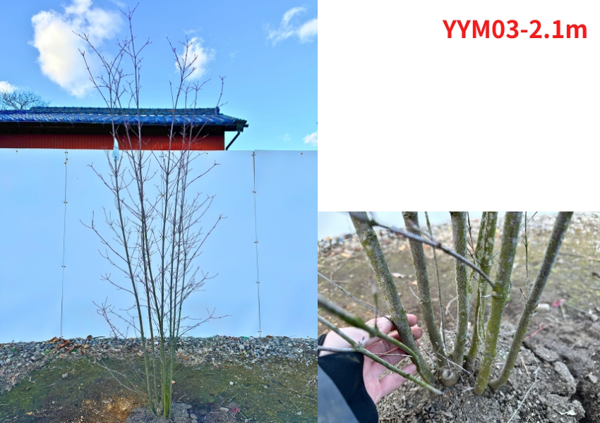 現品発送 ヤマボウシ 株立ち 樹高1.9-2.1m(根鉢含まず） 苗木 苗