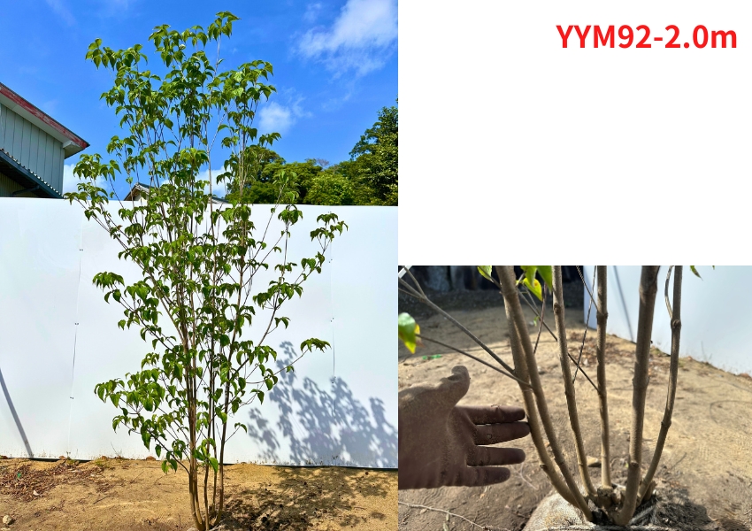 白樺ツリー（落葉樹の植木、庭木）｜苗木、植木 | 花、ガーデニング の