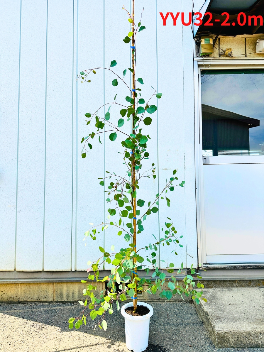 ユーカリ ポポラス(苗木、植木)の商品一覧 | 花、ガーデニング ユーカリ ポポラス(苗木、植木)の商品一覧 | 花、ガーデニング