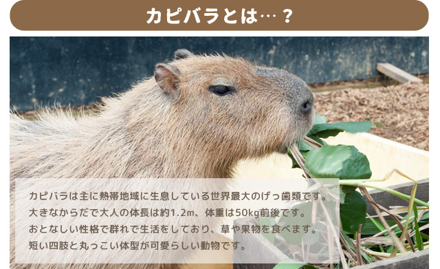 レビュー記入でメール便送料無料」ハンドバッグ カピバラ グッズ