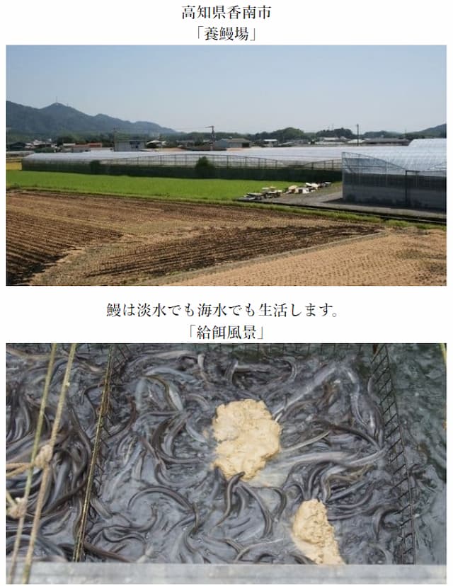 1.養鰻場と給餌の風景。養鰻場は高知県香南市