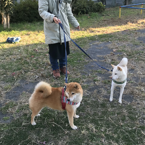 ショルダー・ウエストリード